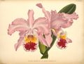 Miniatura para Archivo:Cattleya mossiae 2.jpg